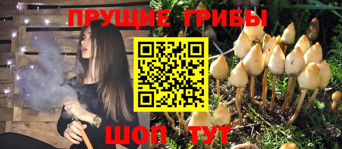 Барабинск  Псилоцибиновые грибы Cubensis  магазин продажи наркотиков  Вход с VPN 